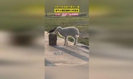 小羊爆料视频大全,揭秘娱乐圈幕后故事